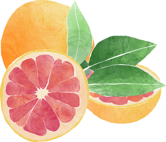 GRAPEFRUIT TROPICAL FRUIT SLICES GRAPEFRUITS WATERCOLOR